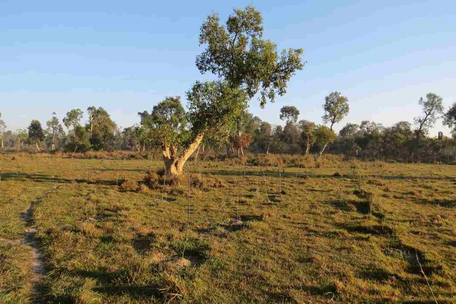 India’s grasslands are not wastelands